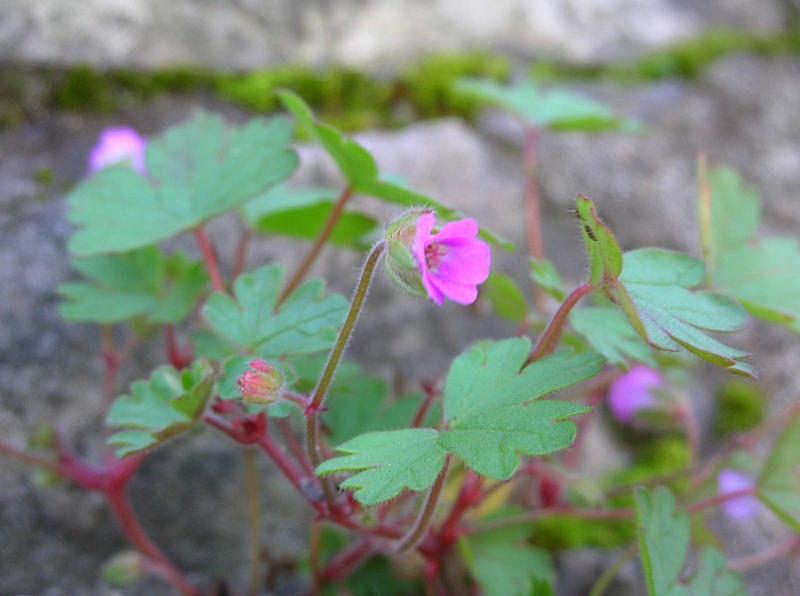 Geranium rotundifolium / Geranio malvaccino